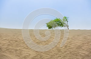 Sand dunes hold onto one single lonley Tree