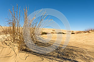 Sand dunes in Jockey`s Ridge State Park.