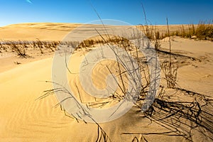 Sand dunes in Jockey`s Ridge State Park.