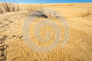 Sand dunes in Jockey`s Ridge State Park.