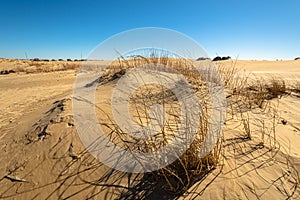 Sand dunes in Jockey`s Ridge State Park.