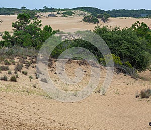 Sand Dunes in Jockey's Ridge State Park in Nags Head, North Carolina