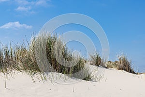 Sand dunes ladnscape Terschelling