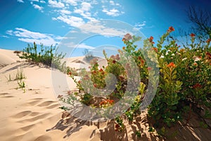 sand dunes with leaves and flowers, creating vibrant patterns against the backdrop of blue skies