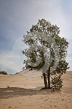 Sand Dunes