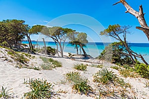 Sand dunes in Maria Pia beach