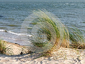 Sand dunes with marram grass or beachgrass, Ammophila arenaria, at Waddensea coast of Vlieland, Netherlands photo