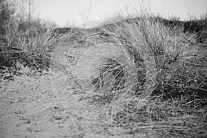 The sand dunes in Merthyr Mawr and natural vegetation