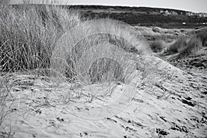 The sand dunes in Merthyr Mawr and natural vegetation