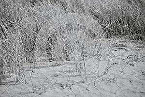 The sand dunes in Merthyr Mawr and natural vegetation