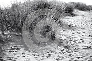 The sand dunes in Merthyr Mawr and natural vegetation