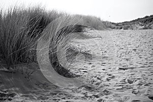 The sand dunes in Merthyr Mawr and natural vegetation