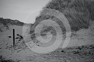 The sand dunes in Merthyr Mawr and natural vegetation