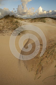 Sand Dunes in Morning light