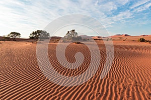 Sand dunes in the Namib desert at dawn, roadtrip in the wonderful Namib Naukluft National Park, travel destination in Namibia, Afr