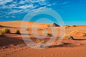 Sand dunes in the Namib desert at dawn, roadtrip in the wonderful Namib Naukluft National Park, travel destination in Namibia, Afr