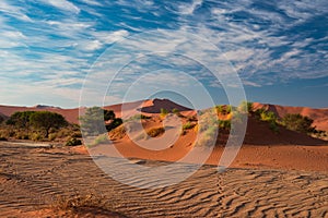 Sand dunes in the Namib desert at dawn, roadtrip in the wonderful Namib Naukluft National Park, travel destination in Namibia, Afr