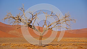 Sand dunes in Namib-Naukluft National Park, Namibia