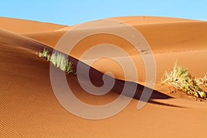 Sand Dunes of the Namibian Desert