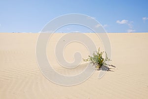 Sand Dunes in National Park Corralejo, Fuerteventura
