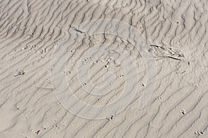 sand dunes near the Mediterranean Sea are adorned with lush grass and bear intriguing traces of animal and insect life etched