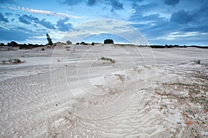Sand dunes in Netherlands