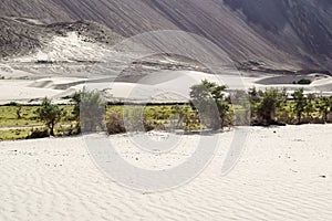 Sand dunes of nubra valley with trees along river bed in background