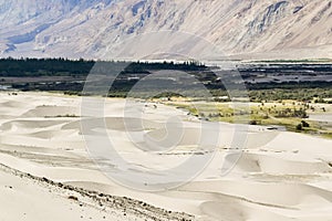 Sand dunes of nubra valley with trees along river bed in background