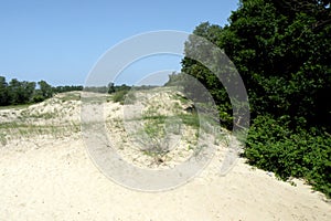 Sand dunes and oaks in Donau Delta
