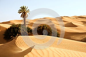 Sand dunes with one palm â€“ Awbari, Libya