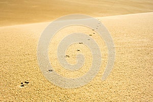 Sand Dunes, Oregon Beach, West Coast Nature and Landscape