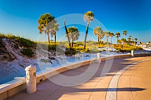Sand dunes and palm trees along a path in Clearwater Beach, Florida.