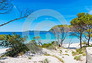 Sand dunes and pine trees in Maria Pia beach photo