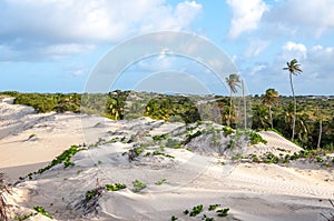 Arena dunas, nativo (brasil) 