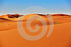 Sand dunes in the Sahara Desert