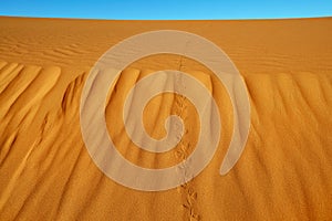 Sand dunes in the Sahara Desert