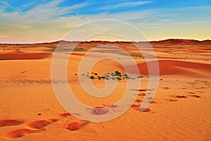 Sand dunes in the Sahara Desert