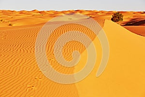 Sand dunes in the Sahara Desert