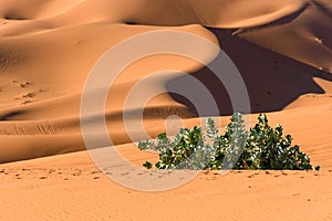 Sand dunes in the Sahara Desert, Merzouga, Morocco