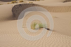 Sand dunes in the Sahara Desert, Morocco