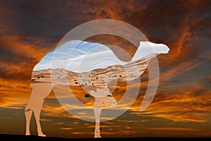 Sand dunes of the Sahara desert in the silhouette of a camel against the sunset sky.