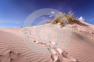 Sand dunes on the sand at Nabq National Reserve, South Sinai, Egypt.