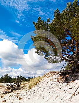 Sand dunes in Stilo, Leba Poland