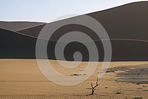 Sand dunes at sunset with lonely tree on the plain of the Namib Desert  Deadvlei