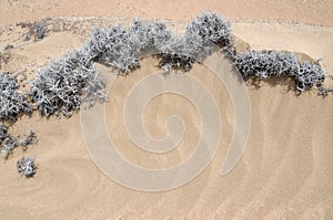 Sand dunes and tillandsia plant