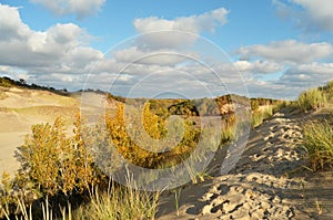 Sand Dunes in Warren State Park