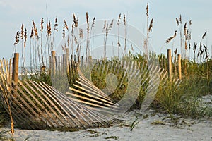 Sand Fence and Sea Oats at Jacksonville Beach, Florida