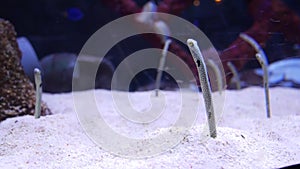 Sand fish like snakes Congridae