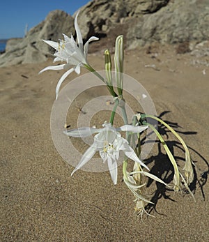 Sand flower on ther beach on Cyprus photo