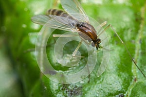 Sand Fly Gnat